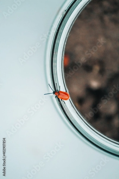 Fototapeta beetles mate on a can