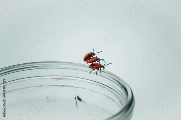 Fototapeta beetles mate on a can