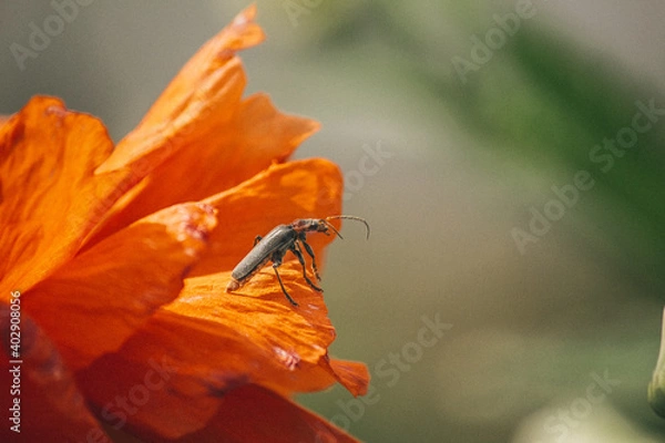 Fototapeta beetle on a flower