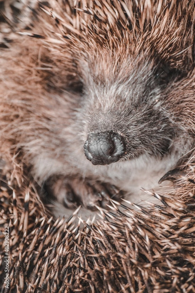 Fototapeta hedgehog thorns