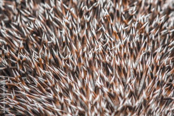 Fototapeta  thorns hedgehog
