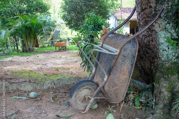 Fototapeta Pushcart resting on a mango tree, on a farm