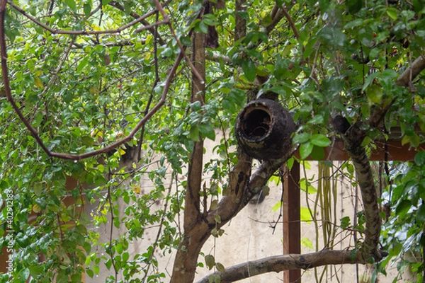 Fototapeta Small bird nest hanging of a garden tree