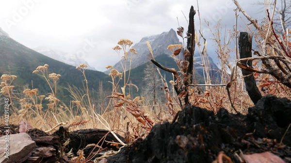 Obraz grass in the fog