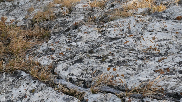 Obraz lichen on stone