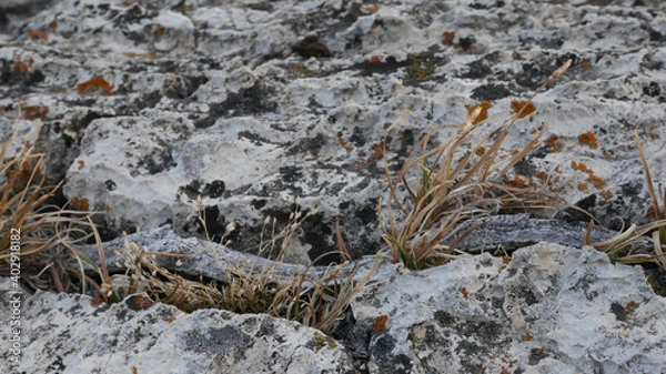 Obraz tree in the ground