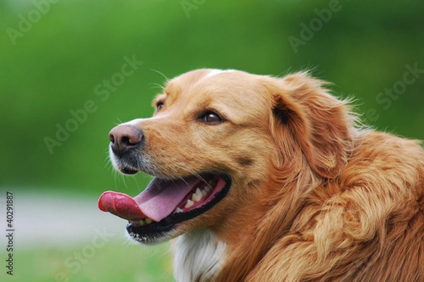 Obraz panting dog with green background
