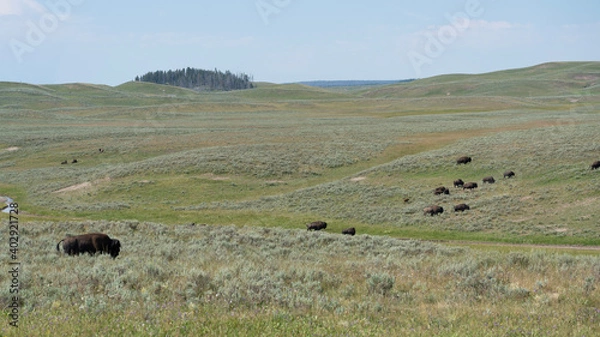 Fototapeta herd of Bison
