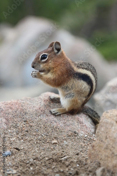 Fototapeta a chipmunk