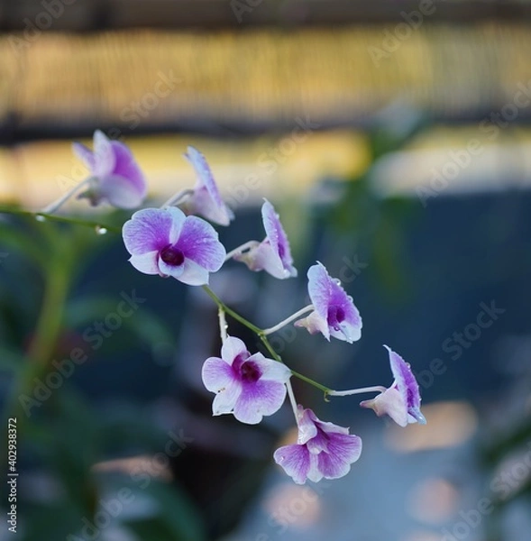 Obraz purple orchid flower
