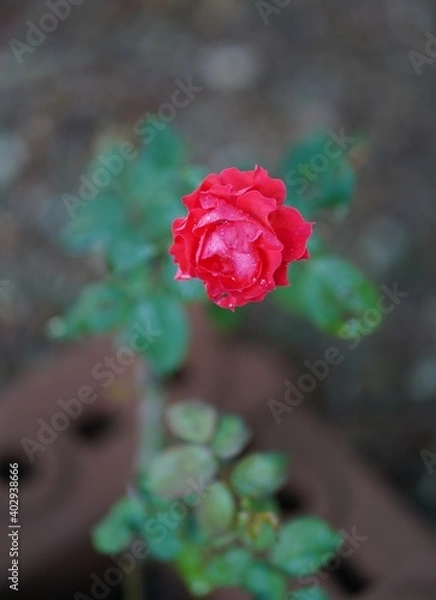 Obraz red rose in garden
