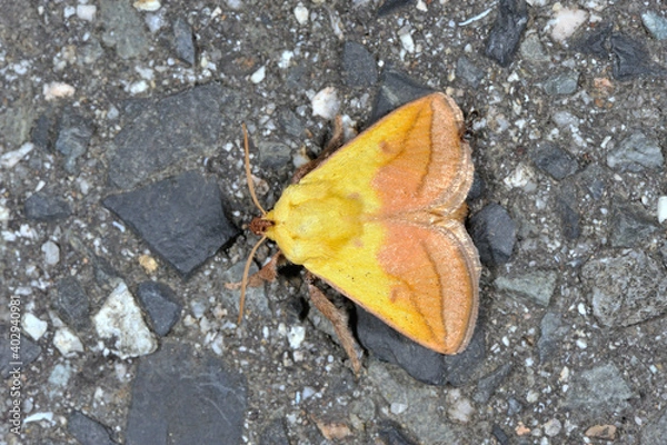 Obraz イラガ（岡山県・新見市）
