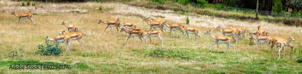 Obraz deer in the grass