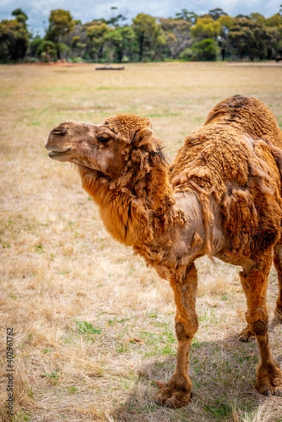 Obraz camel in the zoo