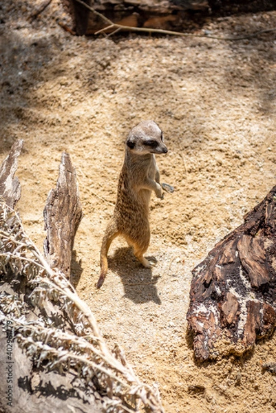 Obraz meerkat on guard