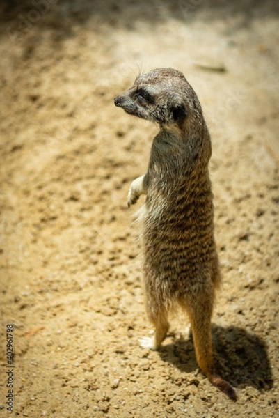 Obraz meerkat on guard