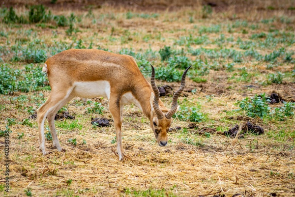 Obraz deer in the wild