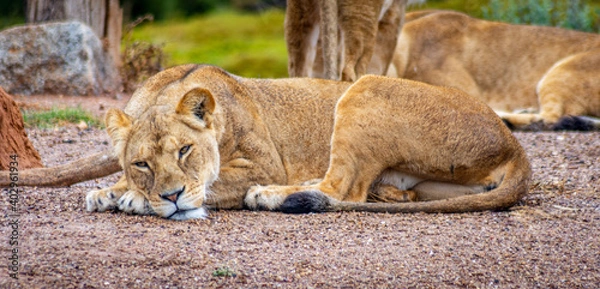 Obraz lion cub resting