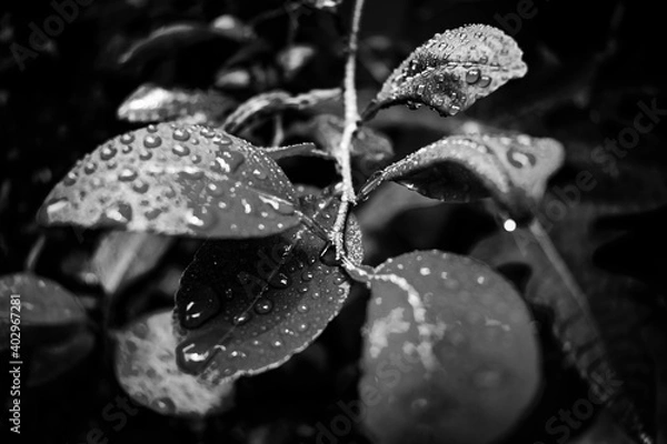 Fototapeta Close Up Macro Photography of Clean Water Drops On Textured Leaves at Garden. Fresh green trees and plants after rain in nature background. Transparent Dew Droplets, Sparkle Glare In Morning Sunshine.
