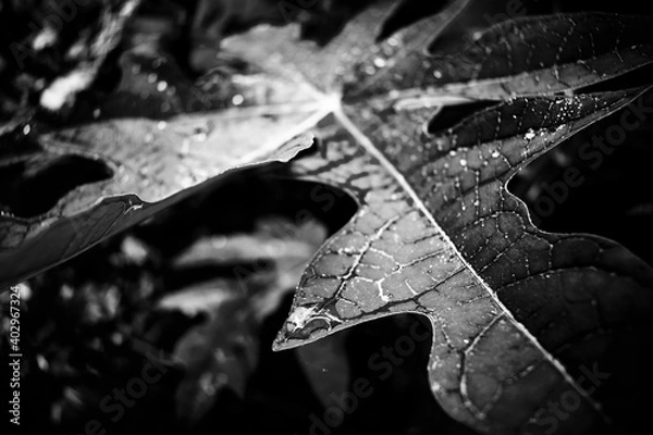 Obraz Close Up Macro Photography of Clean Water Drops On Textured Leaves at Garden. Fresh green trees and plants after rain in nature background. Transparent Dew Droplets, Sparkle Glare In Morning Sunshine.