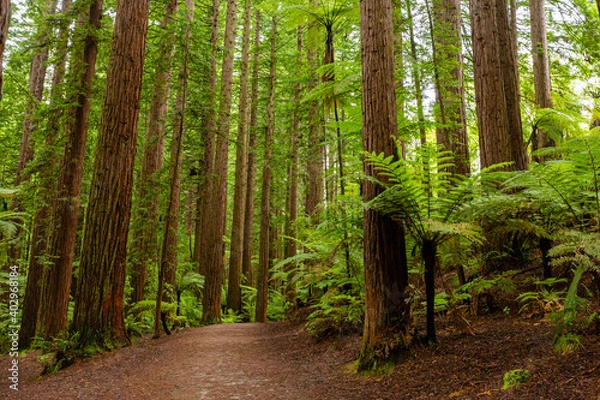 Obraz Redwoods forest walk in Rotorua, New Zealand 