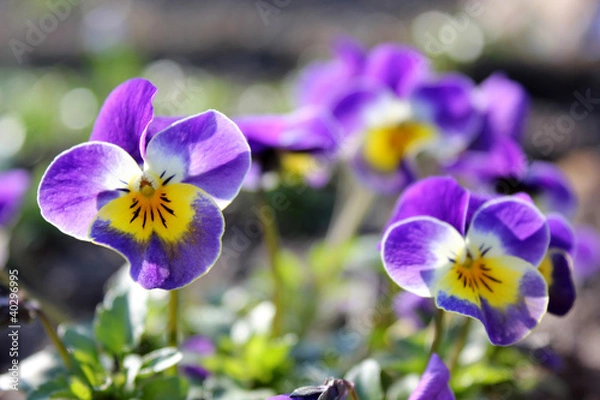 Obraz Stiefmütterchen