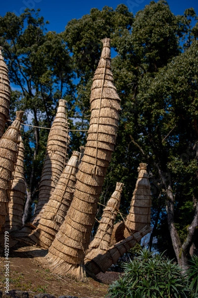 Obraz 冬越しのためこも巻きしたソテツ