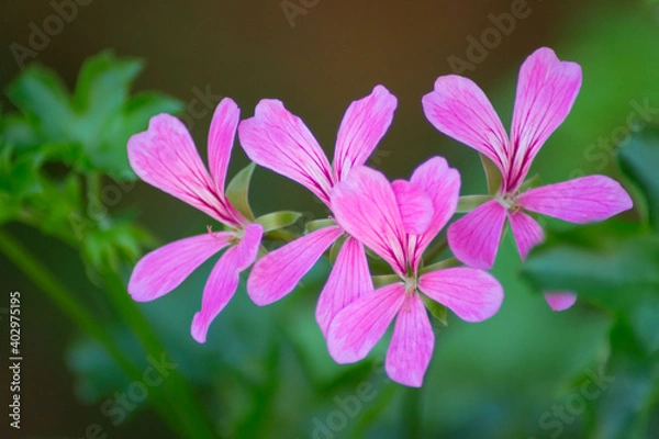 Obraz Beautiful pink flower Geranium, Pelargonium, Geraniaceae, green leaves background, selective focus, home plants, close up macro, gardening concept