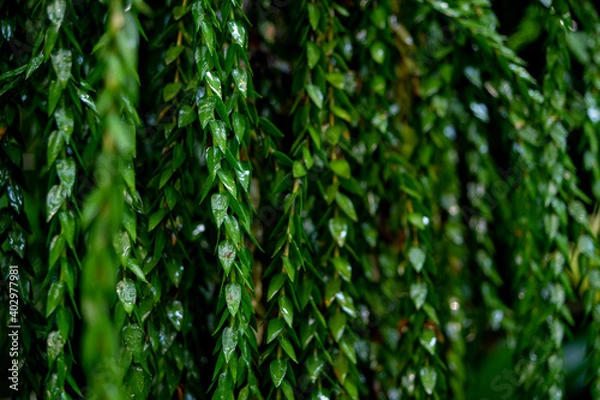 Obraz 垂れ下がるつる