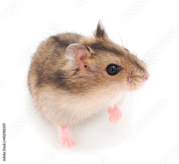 Fototapeta Dwarf gray hamster.
