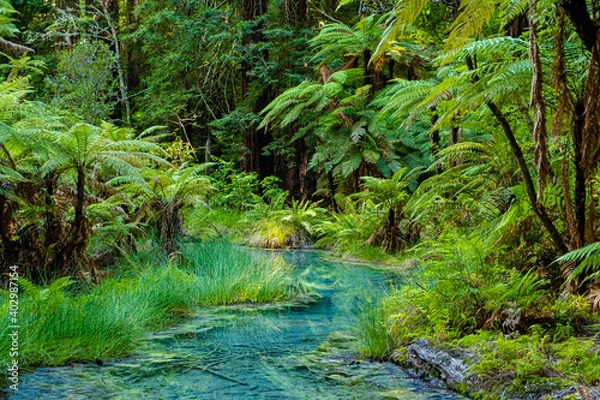 Obraz Redwoods forest walk in Rotorua, new Zealand 