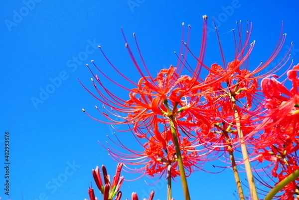 Obraz 赤い彼岸花と青空