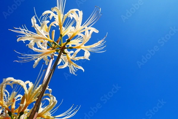 Fototapeta 白い彼岸花（見上げる）