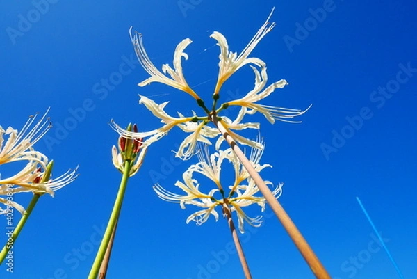 Fototapeta 白い彼岸花