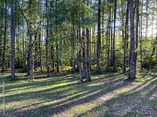 Obraz Jungle and flower sunlight 