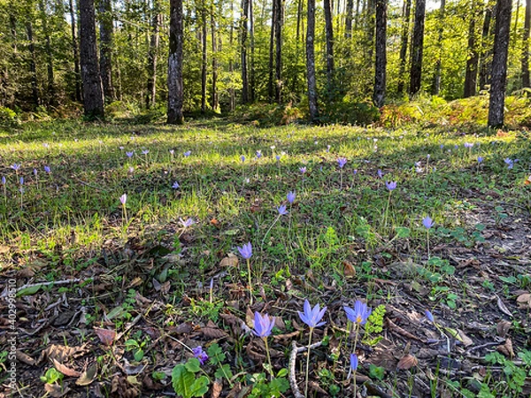 Obraz Jungle and flower sunlight 
