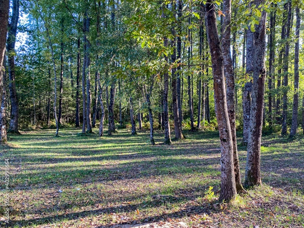 Obraz Jungle and flower sunlight 
