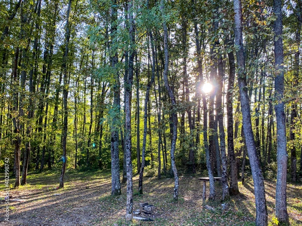 Obraz Jungle and flower sunlight 