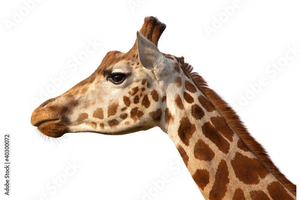Fototapeta Giraffe Camelopardalis Head Shot Profile Close Up Isolated