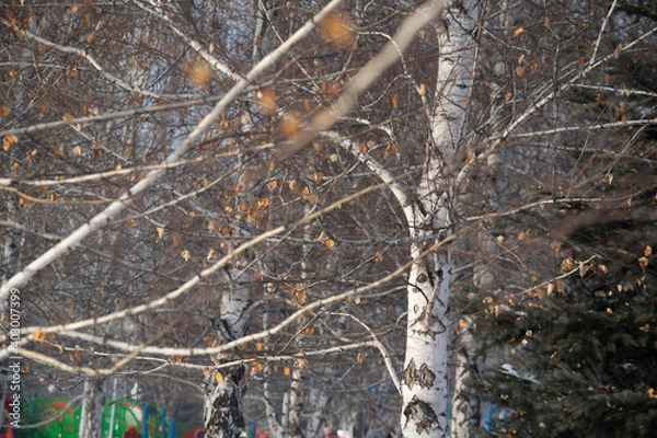 Fototapeta Birch tree.
