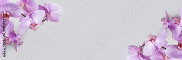 Obraz Purple orchid flowers on grey background with copy space. Banner, Template for your design