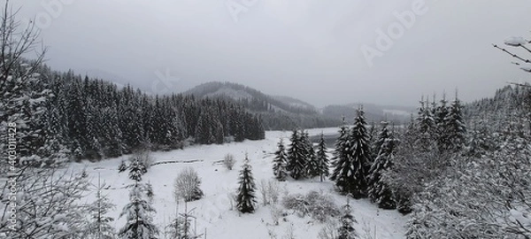 Fototapeta snow covered trees