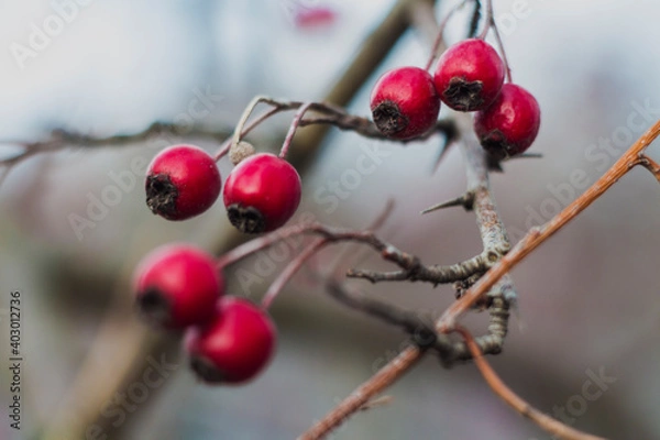 Obraz red berries on a branch
