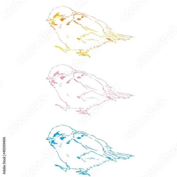 Obraz Drawing Tree sparrows by pencils, 