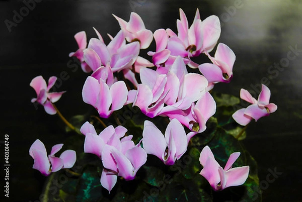 Obraz Cyclamen flower
