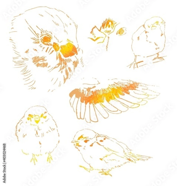 Obraz Tree Sparrow sketch Orange ver