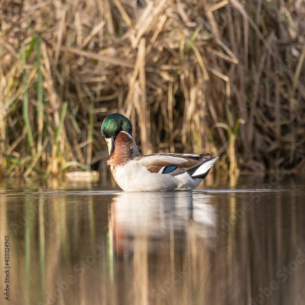 Obraz Mallard Duck on Sanderstead Pond