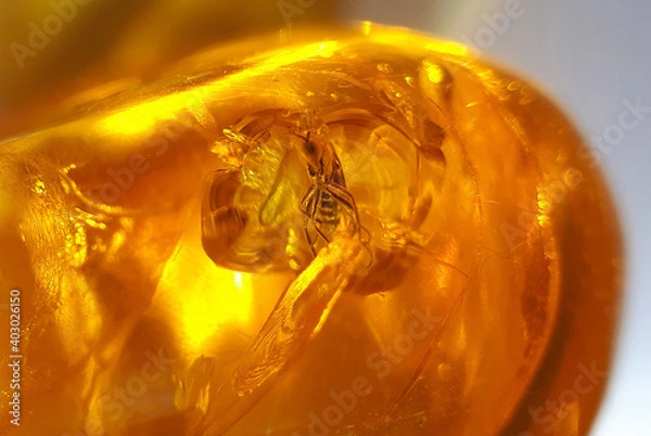 Obraz Baltic amber with insect inclusion