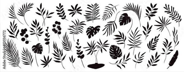 Fototapeta set of hand drawn modern tropical exotic leaves and branches silhouette isolated on white background