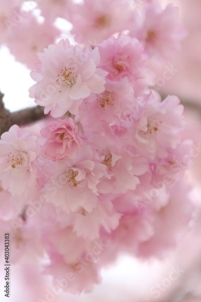 Fototapeta しだれ桜